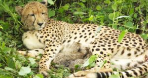 cheeta-18-9-26-32088